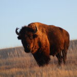 American bison in badlands national park