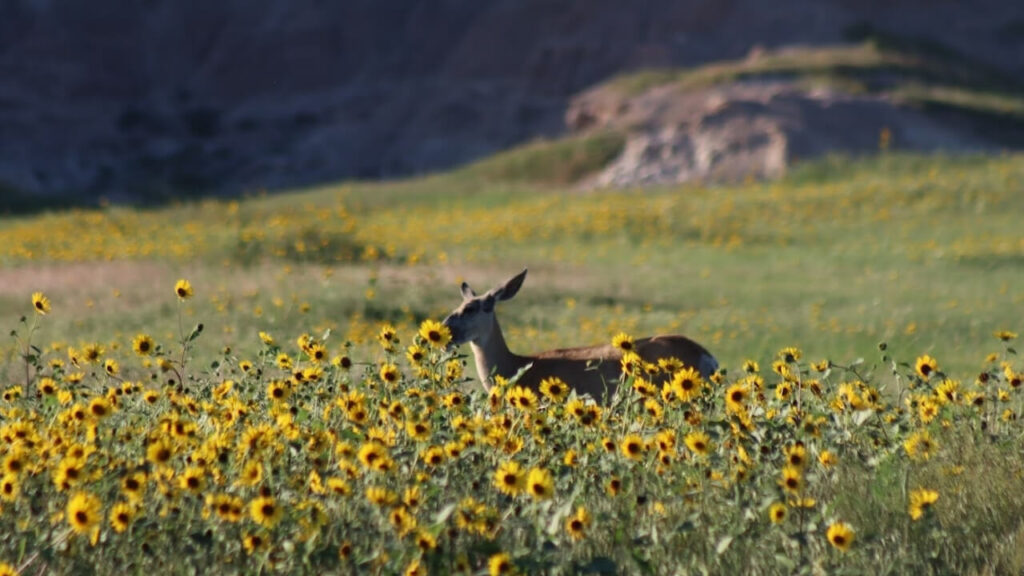 Badlands-national-park-buffalo-gap-national-grasslands-and-wall-drug-13