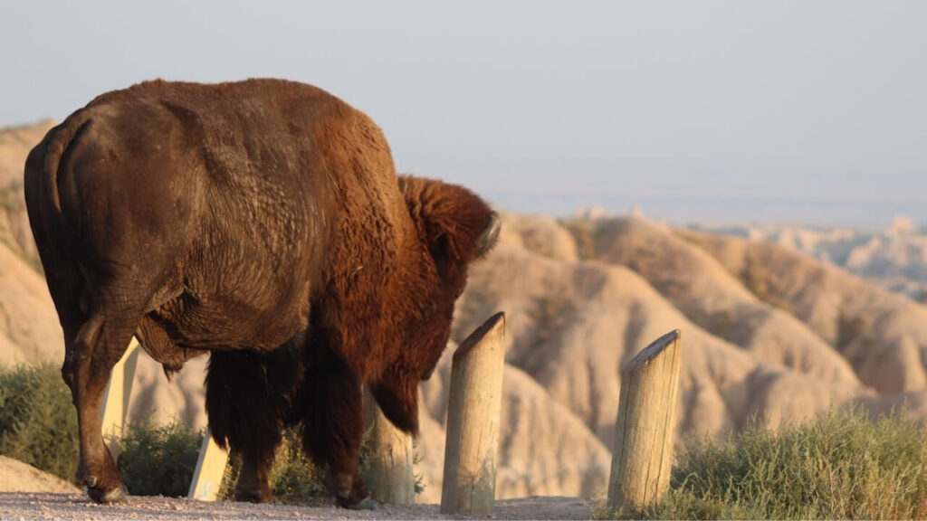 Badlands-national-park-buffalo-gap-national-grasslands-and-wall-drug-36