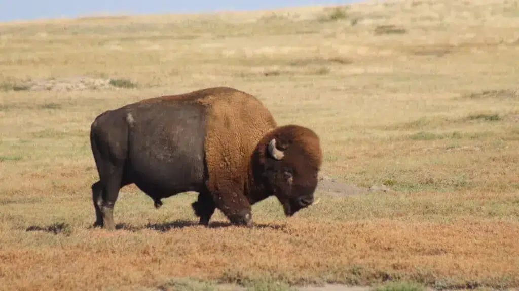 Badlands national park buffalo gap national grasslands and wall drug 41