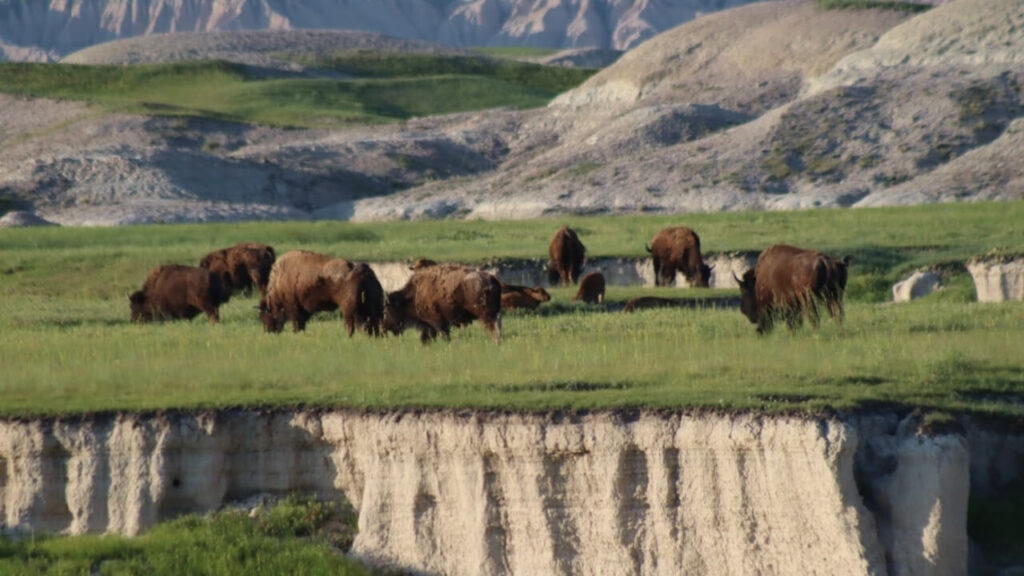 Badlands-national-park-buffalo-gap-national-grasslands-and-wall-drug-6