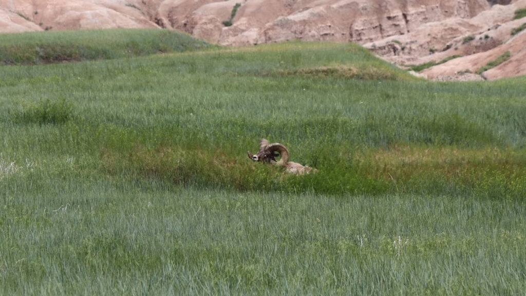 Badlands national park buffalo gap national grasslands and wall drug 8