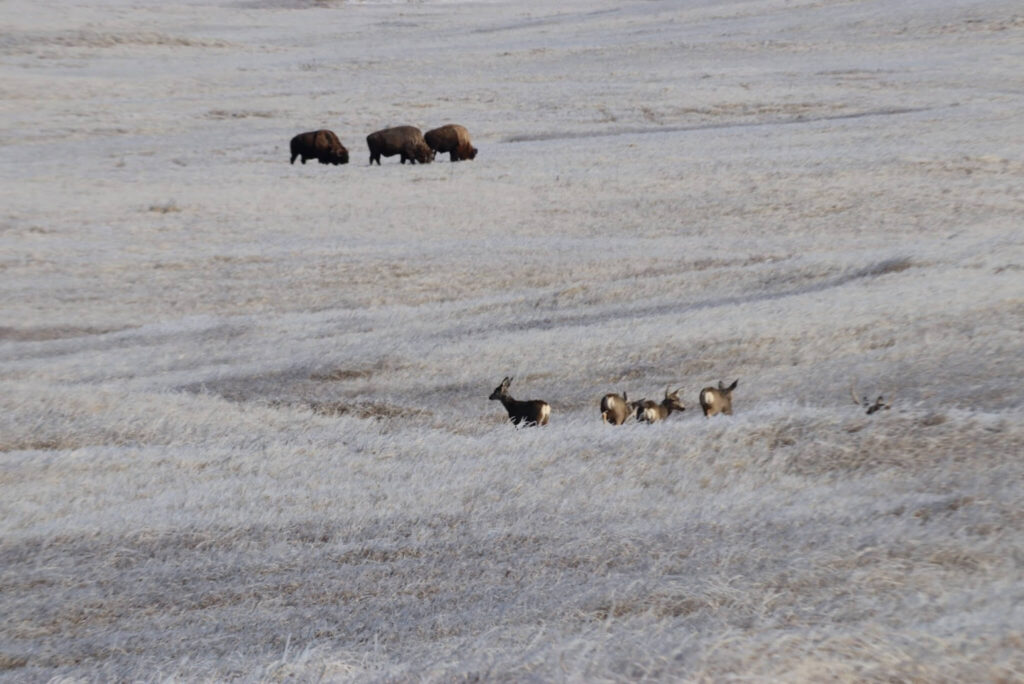 Badlands-winter-wonderland-tour-74