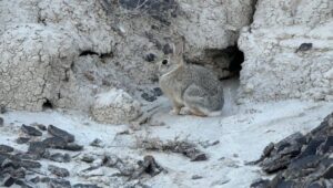 Desert cottontail among the chalcedony of sheep mountain table