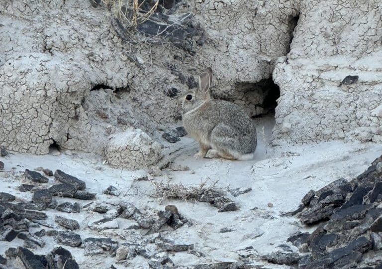 Desert cottontail among the chalcedony of sheep mountain table