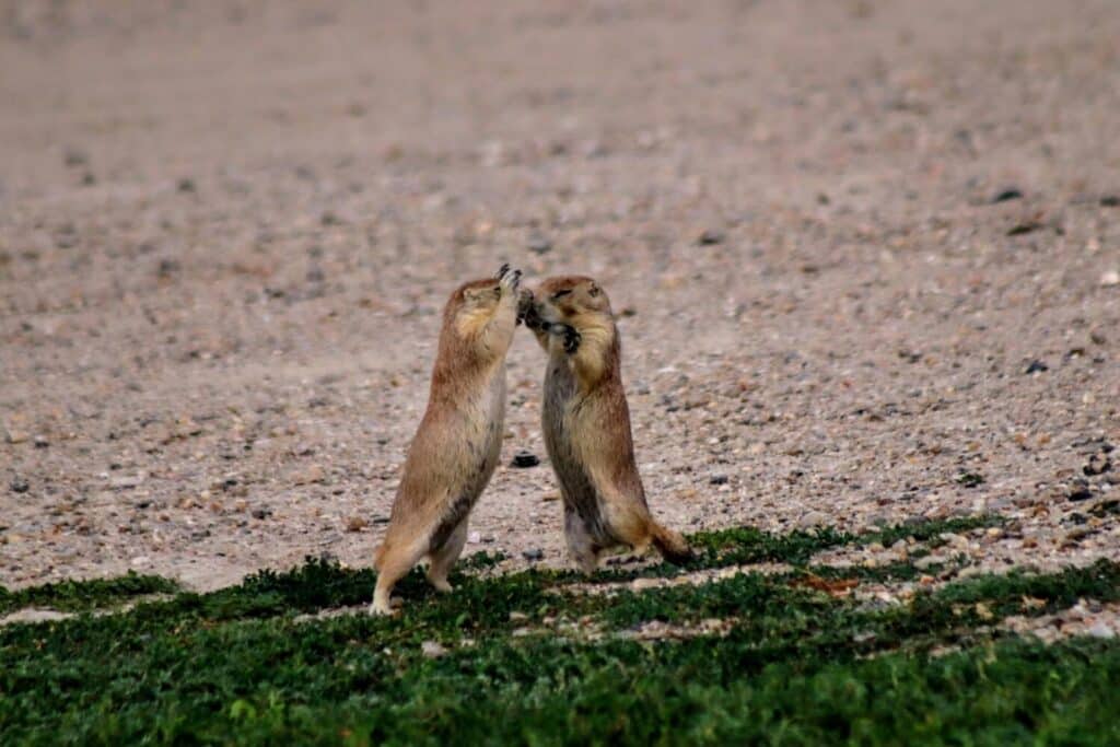 Roberts prairie dog town 3 1024x683 1