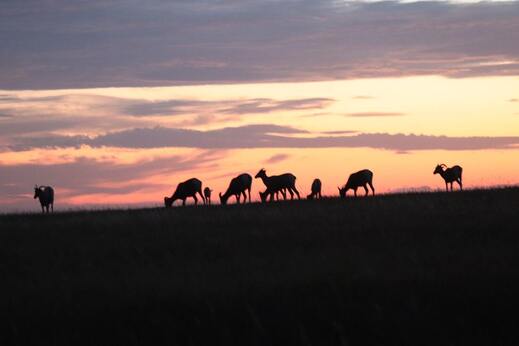 Bighorn sheep badlands at sunset min 1