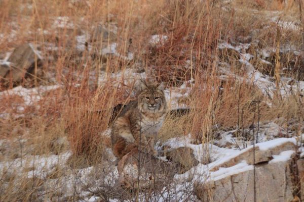 Bobcat in custer state park during winter on craggy rock in golden and red grass min 3