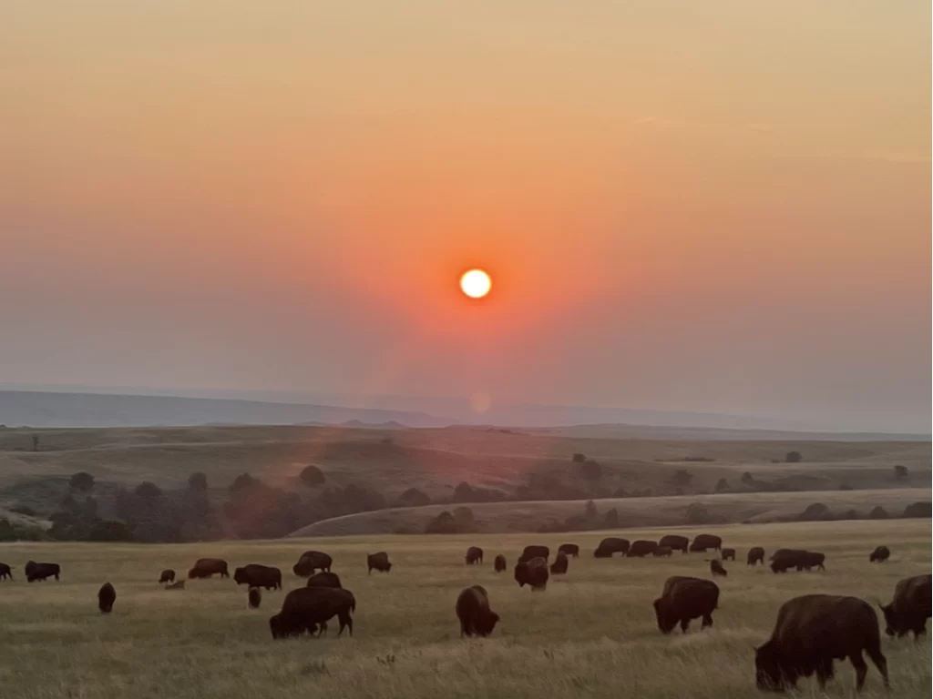 Buffalo sunset badlands