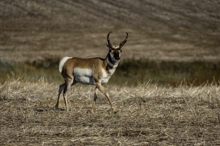 Pronghorn antelope of the badlands