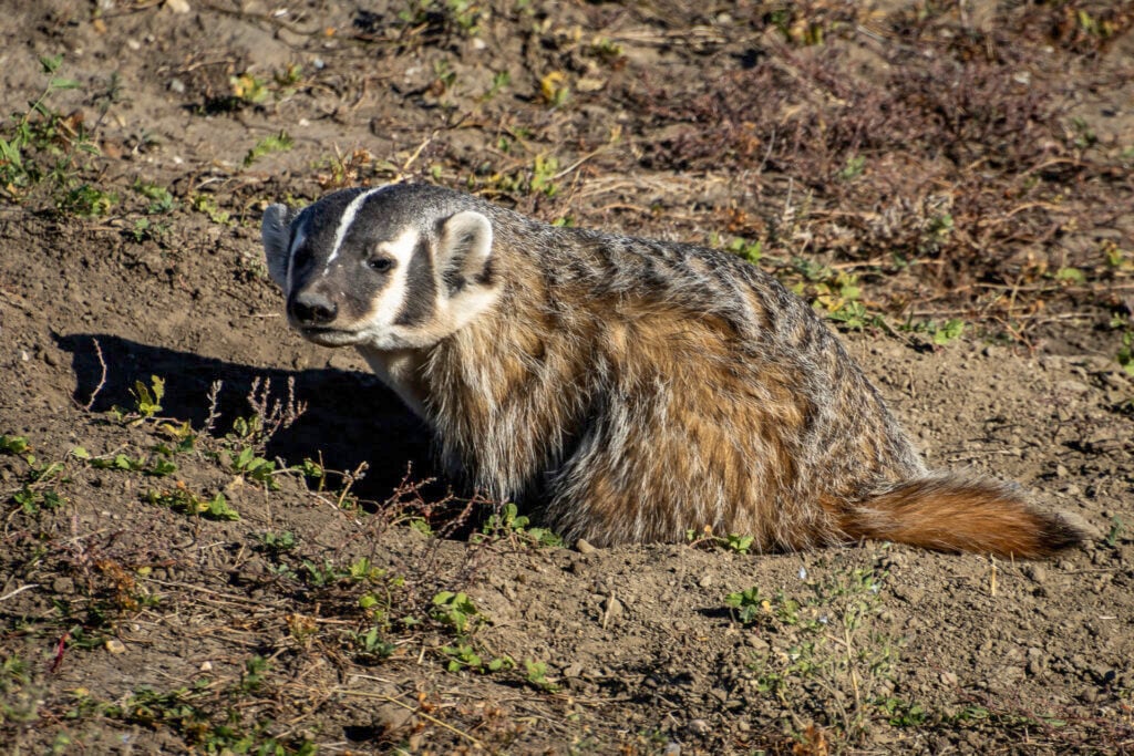 Badger of the badlands national park wildlife tour