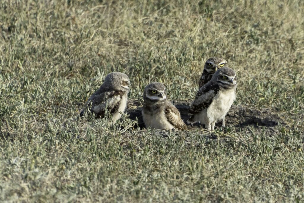 Burrowing owls on your badlands national park wildlife tour