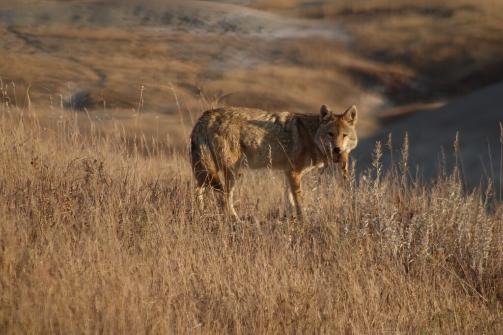 Coyote with prairie dog prey on the badlands national park wildlife tour.