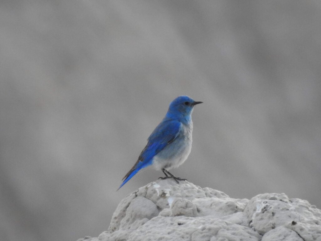 Mountain blue bird