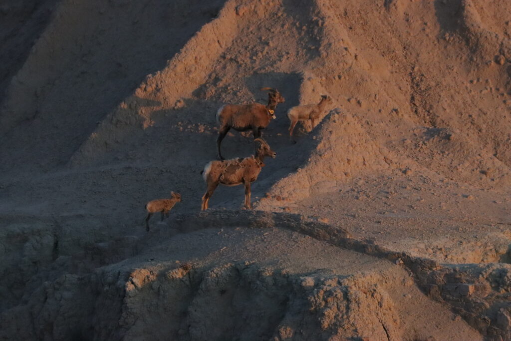 Bighorn sheep in the badlands at golden hour