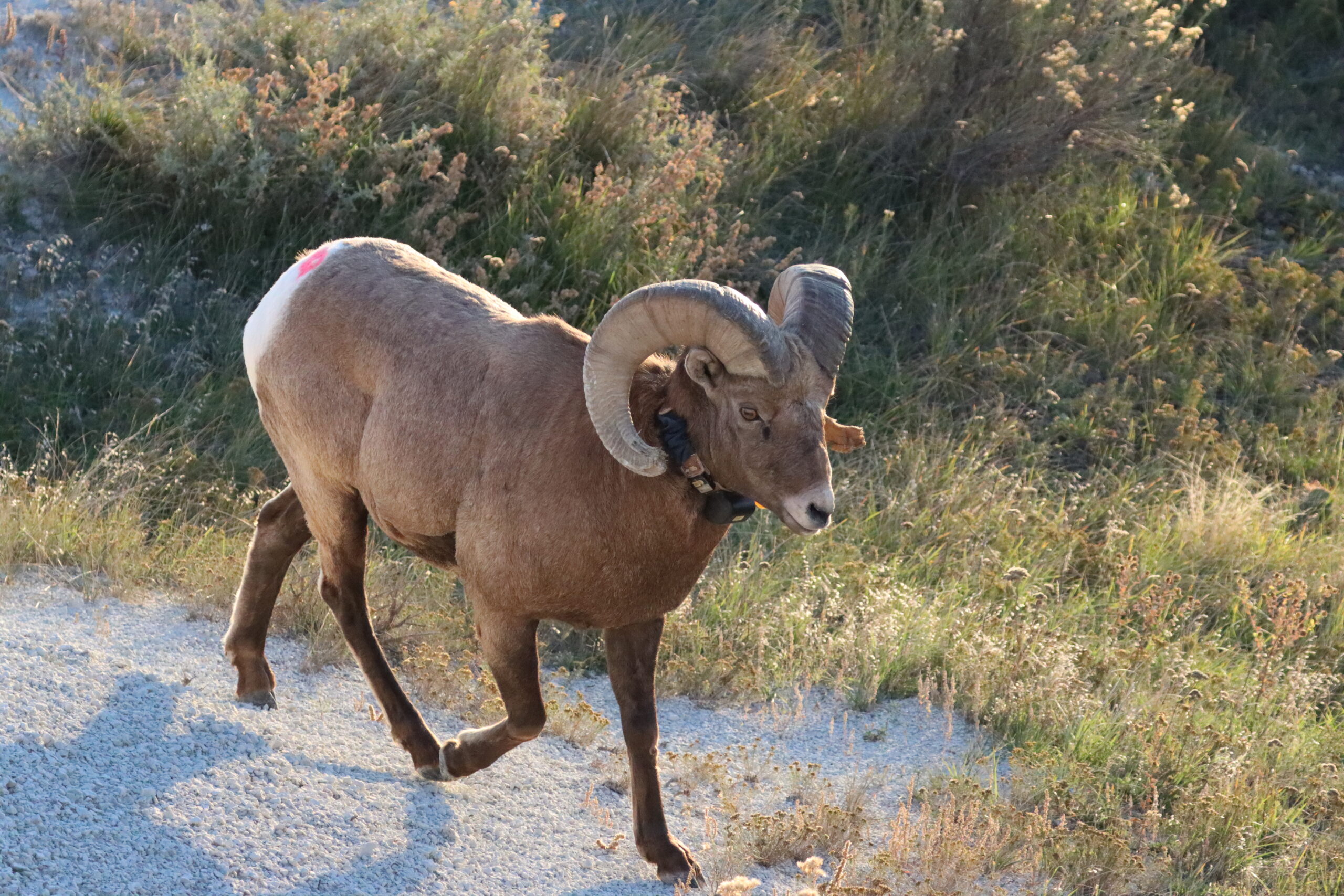 BADLANDS NATIONAL PARK HISTORY, GEOLOGY, AND VISITOR TIPS 2 Badlands fossil history bighorn sheep originally audubon