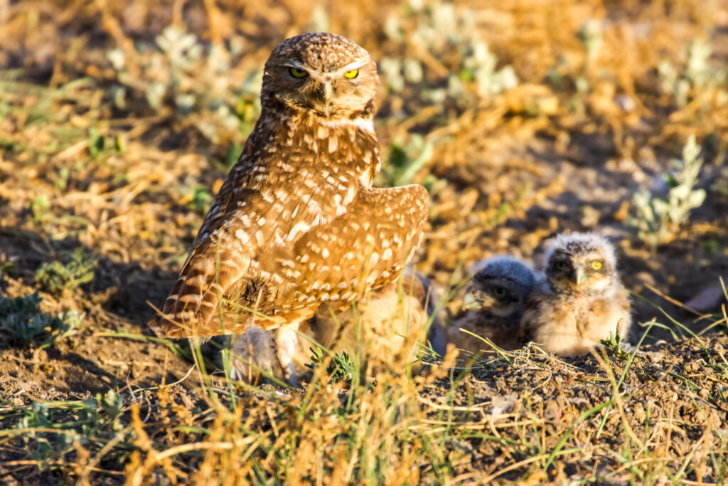 Sunlit burrowing owl at its nest entrance with two fluffy owlets peering out, set against dry grassy badlands terrain in golden-hour light.